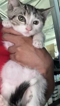 SUNDAE -  Domestic Short Hair Cat for Adoption in San Bernardino, California - SUNDAE | PetCurious