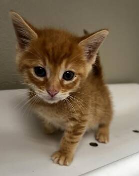 Domestic Short Hair Cats Available for Adoption in Tracy, California - BISCUIT | PetCurious