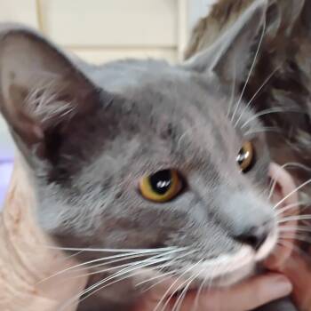 Rescue Russian Blue and Domestic Short Hair Cats for Adoption in Carmel, Indiana - Smokey Joe @ Pawz Pet Cafe | PetCurious