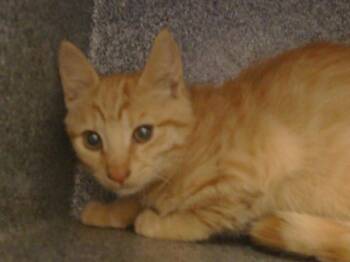 Rescue Domestic Short Hair Cats for Adoption in Sacramento, California - READY | PetCurious