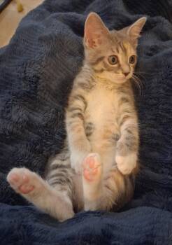 Beatrice -  Domestic Short Hair Cat for Adoption in Herndon, Virginia - Beatrice | PetCurious