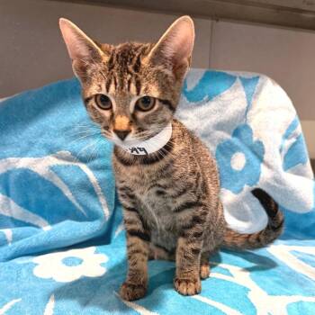 IVHS-Stray-142394 -  Domestic Short Hair Cat for Adoption in San Gabriel, California - IVHS-Stray-142394 | PetCurious