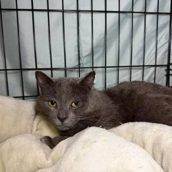 Domestic Short Hair Cats Available for Adoption - Yogi | PetCurious