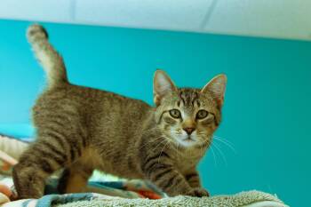Twinkles -  Domestic Short Hair Cat for Adoption in Urbana, Ohio - Twinkles | PetCurious