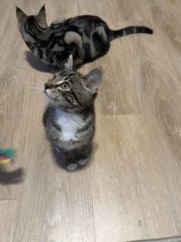 Rescue Domestic Short Hair Cats for Adoption in Meadow Lake, Saskatchewan - Mo | PetCurious