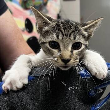 Muffy -  Domestic Short Hair Cat for Adoption in Lufkin, Texas - Muffy | PetCurious