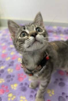 Bindi -  Domestic Short Hair Cat for Adoption in Denham Springs, Louisiana - Bindi | PetCurious