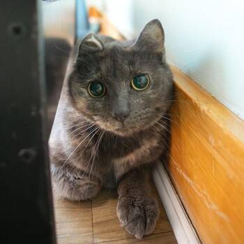 Freya -  Domestic Short Hair Cat for Adoption in Brimfield, Massachusetts - Freya | PetCurious
