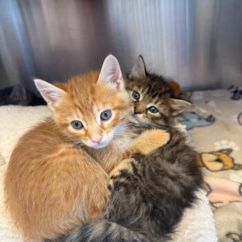 Domestic Medium Hair Cats Available for Adoption in Madisonville, Tennessee - Moss | PetCurious