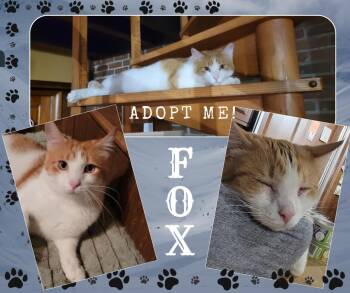 Rescue American Shorthair Cats for Adoption in Paris, Illinois - FOX | PetCurious