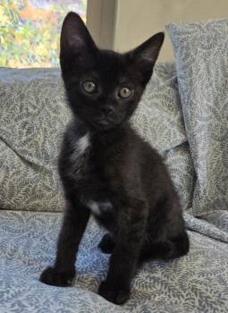 Mimi -  Domestic Short Hair Cat for Adoption in Salt Lake City, Utah - Mimi | PetCurious