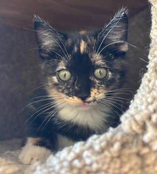 Rescue Domestic Short Hair Cats for Adoption in Rockwall, Texas - Clove-In Foster | PetCurious
