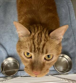 Sylvester -  Domestic Short Hair Cat for Adoption in Christiansburg, Virginia - Sylvester | PetCurious