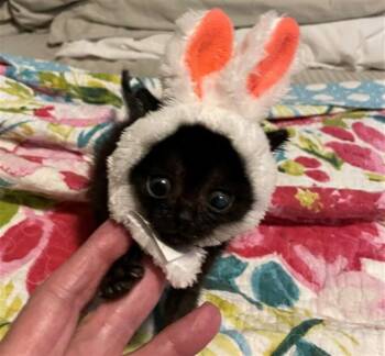CHIQUITA -  Domestic Short Hair Cat for Adoption in Conroe, Texas - CHIQUITA | PetCurious