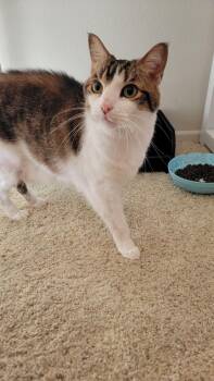 Rescue Domestic Short Hair Cats for Adoption in Huntington Beach, California - Kiwi | PetCurious