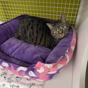 Domestic Short Hair Cats Available for Adoption in Eagle Mountain, Utah - Jersey Stoppelmoor | PetCurious