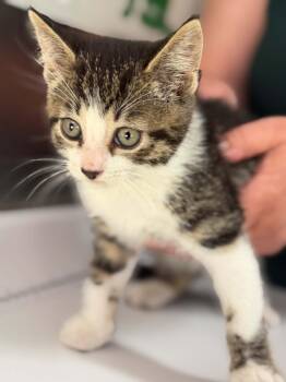 Morel -  Domestic Short Hair Cat for Adoption in Wakefield, Quebec - Morel | PetCurious