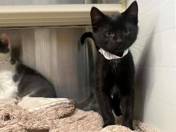 KID -  Domestic Short Hair Cat for Adoption in Tustin, California - KID | PetCurious