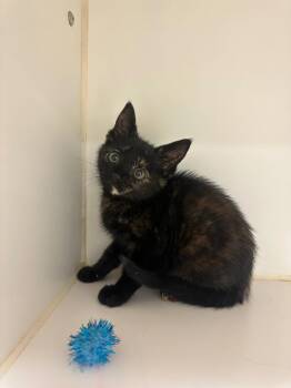 Carmel (W. Magnolia) -  Domestic Short Hair Cat for Adoption in Johnson City, Tennessee - Carmel (W. Magnolia) | PetCurious