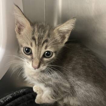 Pez -  Domestic Short Hair Cat for Adoption in West Palm Beach, Florida - Pez | PetCurious