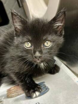 DoodleWacka -  Domestic Short Hair Cat Available for Adoption in Wichita, Kansas - DoodleWacka | PetCurious