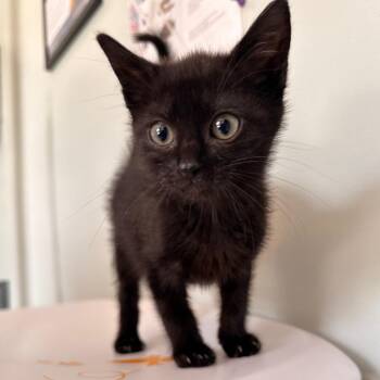 Apphia -  Domestic Short Hair Cat for Adoption in Cumming, Georgia - Apphia | PetCurious