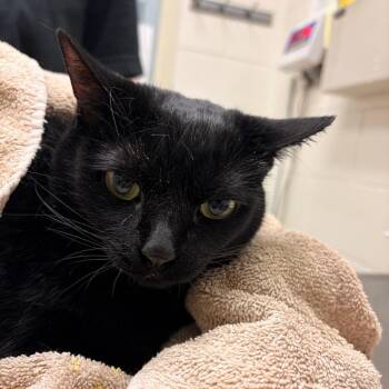 Akira -  Domestic Short Hair Cat for Adoption in Murray, Utah - Akira | PetCurious