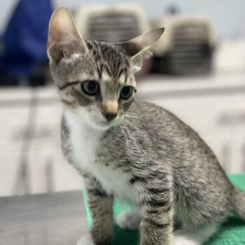 Sprinkle -  Domestic Short Hair Cat for Adoption in Riverside, California - Sprinkle | PetCurious