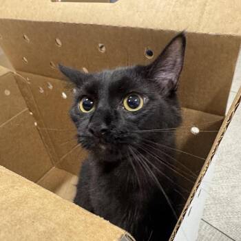 Antonella -  Domestic Short Hair Cat for Adoption in Newark, New Jersey - Antonella | PetCurious