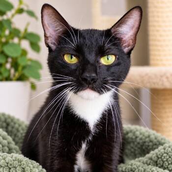 Jazz -  Domestic Short Hair Cat for Adoption in Hopkinton, Massachusetts - Jazz | PetCurious