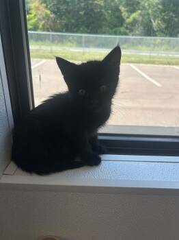 Churro -  Domestic Short Hair Cat for Adoption in Kalamazoo, Michigan - Churro | PetCurious