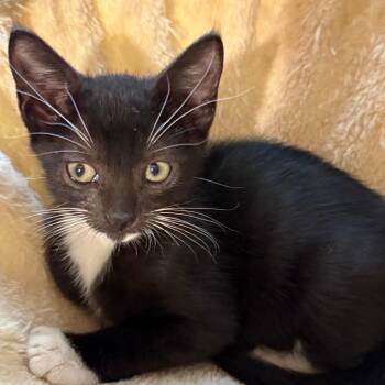 Bobbi -  Domestic Short Hair Cat for Adoption in League City, Texas - Bobbi | PetCurious