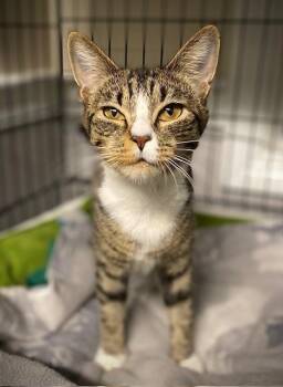 Valerie -  Domestic Short Hair Cat for Adoption in Duxbury, Massachusetts - Valerie | PetCurious