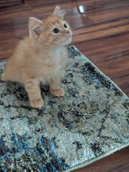 Jackob -  Domestic Short Hair Cat for Adoption in Virginia Beach, Virginia - Jackob | PetCurious