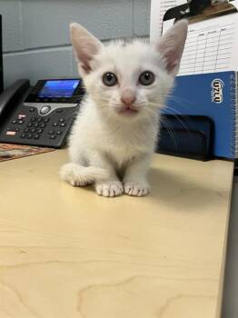 Domestic Short Hair Cats Available for Adoption in Corpus Christi, Texas - LADY PANCAKE | PetCurious