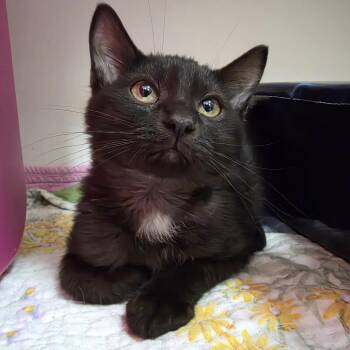 Gannon -  Domestic Medium Hair Cat for Adoption in Oshkosh, Wisconsin - Gannon | PetCurious