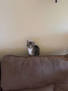 Domestic Short Hair Cats Available for Adoption - Toby | PetCurious