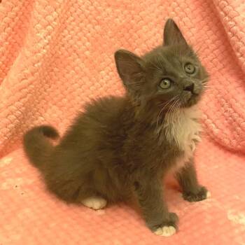 Posh -  Domestic Long Hair Cat for Adoption in Chattanooga, Tennessee - Posh | PetCurious