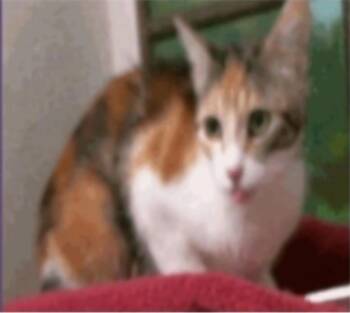 Captain Marvel -  Domestic Short Hair Cat for Adoption in Sedalia, Colorado - Captain Marvel | PetCurious