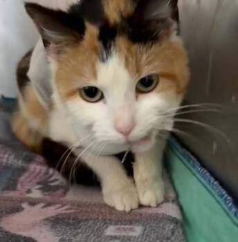 Marsha -  Domestic Short Hair Cat for Adoption in Bloomsdale, Missouri - Marsha | PetCurious