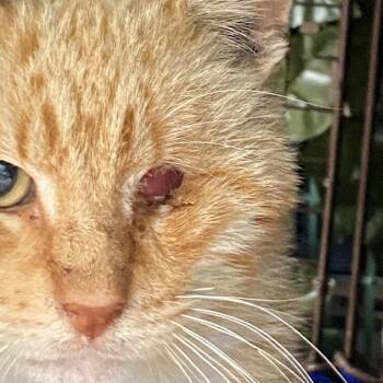 Tal -  Domestic Medium Hair Cat for Adoption in Los Angeles, California - Tal | PetCurious