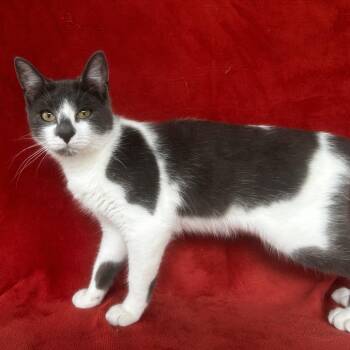 Bruce -  Domestic Short Hair Cat Available for Adoption in Conway, New Hampshire - Bruce | PetCurious