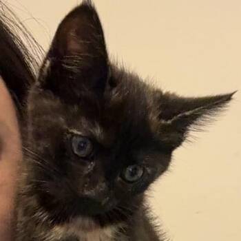 Domestic Short Hair Cats Available for Adoption in Falls Church, Virginia - Darcy | PetCurious
