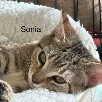 Tabby Cats Available for Adoption - Sonia M.  | PetCurious
