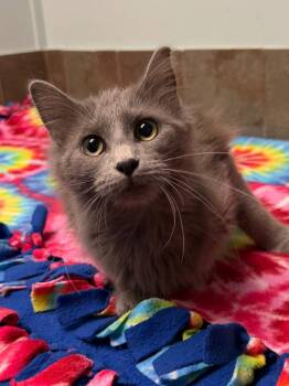 Graydi -  Domestic Long Hair Cat for Adoption in Columbus, Nebraska - Graydi | PetCurious