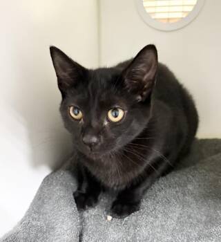 Celeste -  Domestic Short Hair Cat for Adoption in Rochester, Indiana - Celeste | PetCurious