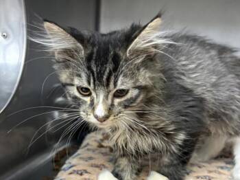 Eleanor -  Domestic Medium Hair Cat for Adoption in Portland, Oregon - Eleanor | PetCurious