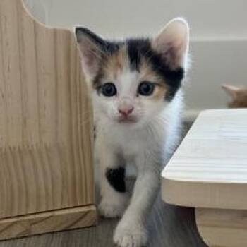 Pippa -  Domestic Medium Hair Cat Available for Adoption in Liverpool, Texas - Pippa | PetCurious