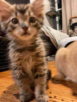 Possum -  Maine Coon and Domestic Long Hair Cat for Adoption in Chicago, Illinois - Possum | PetCurious