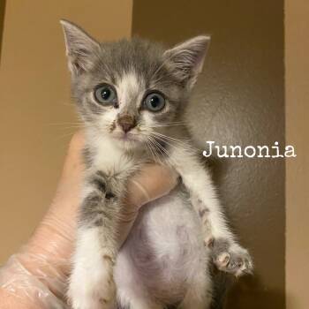 Rescue Domestic Short Hair Cats for Adoption in Troy, Illinois - Junonia | PetCurious